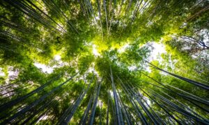 image de bambous foret